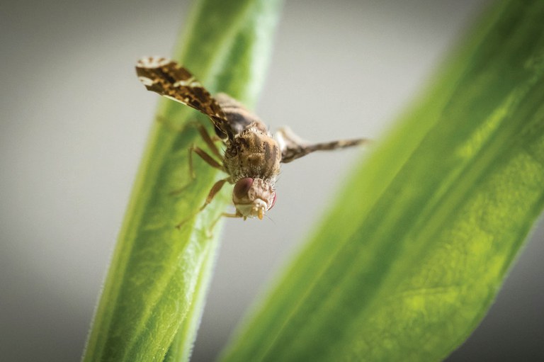 Gall Fly. Photo: Penn State