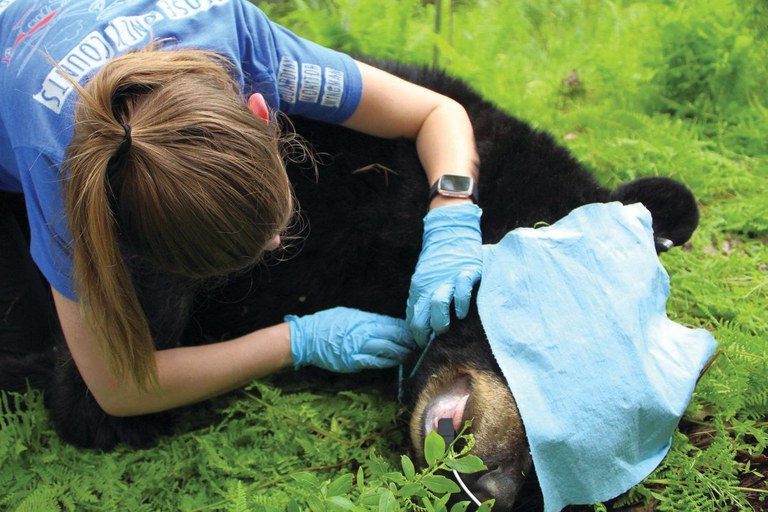 Hannah Tiffin, doctoral candidate in entomology, checks a sedated black bear for ticks. Credit: Taylor Miller