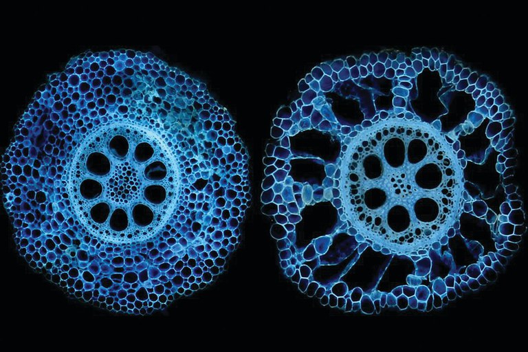 Cross sections of corn roots showing genetic variation for aerenchyma formation, which converts living cells to air space. Now that researchers have found the gene associated with the phenotype, it can be a plant-breeding target. Photo: Tania Galindo Castaneda