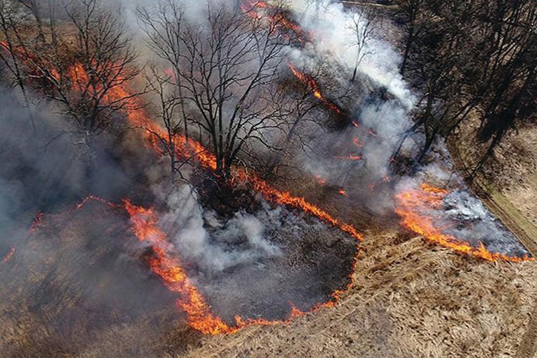 A controlled burn conducted in an oak woodland. Photo: Penn State: Jonathon Chester