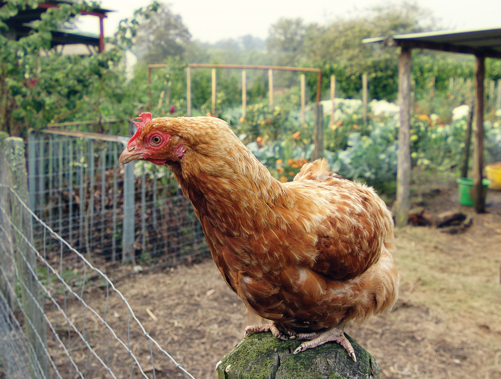 Backyard Chickens Come Home to Roost — Penn State College ...
