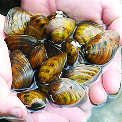 Clubshell Mussel
