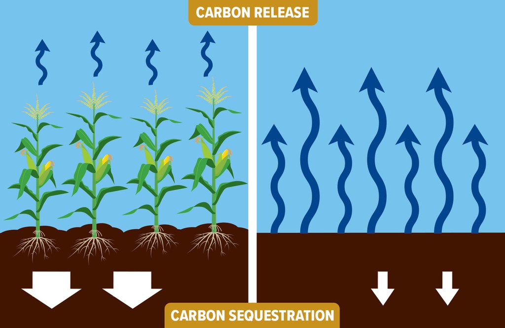 carbon-exchange-infographic-v2r.jpg