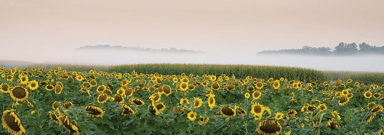 Field of sunflowers