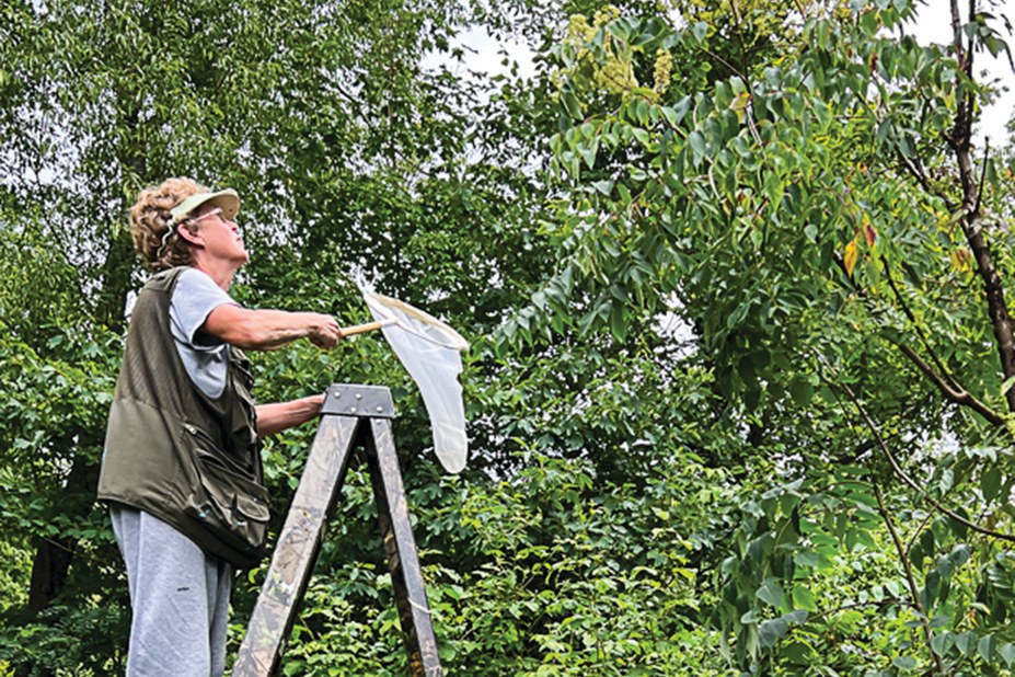 Penn State Master Gardener Laura Jackson collects samples for a bee monitoring project. 