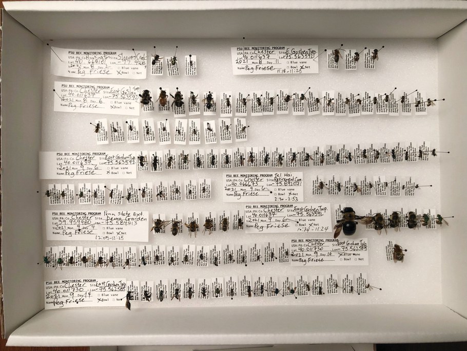 A box of specimens was collected and prepared by Peg Friese.