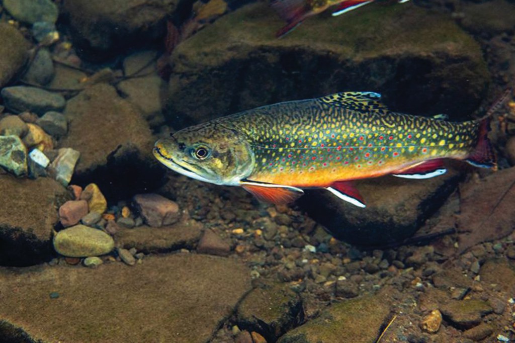 Under a potential future scenario using landscape transcriptomics, a technician conducting an electro-fishing survey of brook trout for the Pennsylvania Fish and Boat Commission could take a small piece of gill, put it in a provided vial to preserve it, and mail to Penn State. University researchers would be able to tell the commission whether that fish was exhibiting signs of thermal stress.