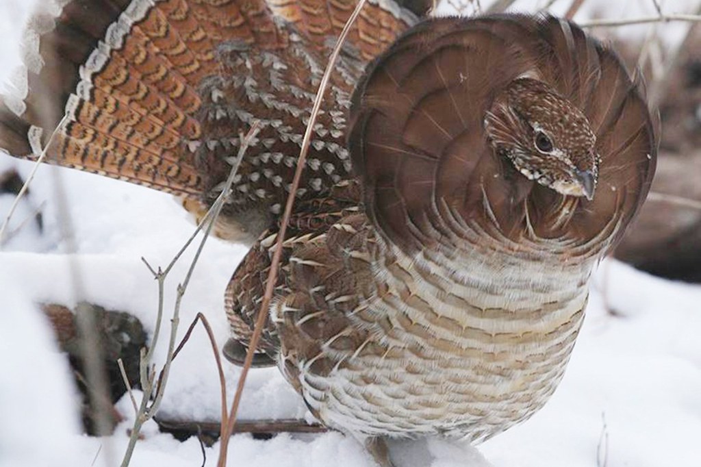 A genetic analysis of ruffed grouse reveals that Pennsylvania's state bird harbors more genetic diversity and connectivity than expected.