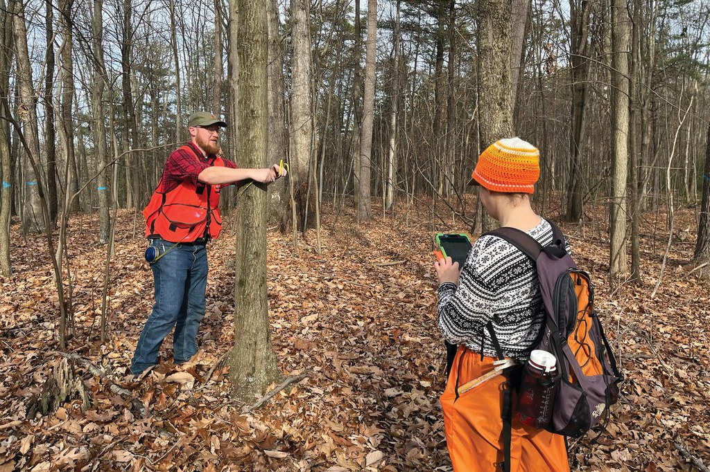 Students in the lab of Margot Kaye, professor of forest ecology, take tree measurements to study carbon capture and sequestration in Stone Valley.
