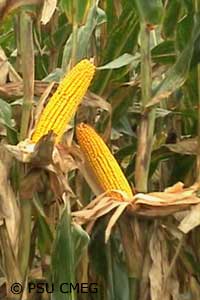 Mature corn ears in the field