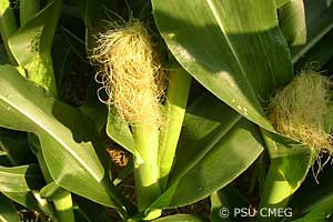 Corn Silks on plant