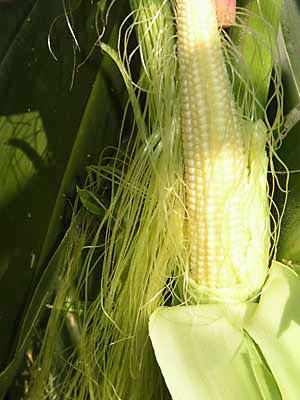 Corn pollinator ovules