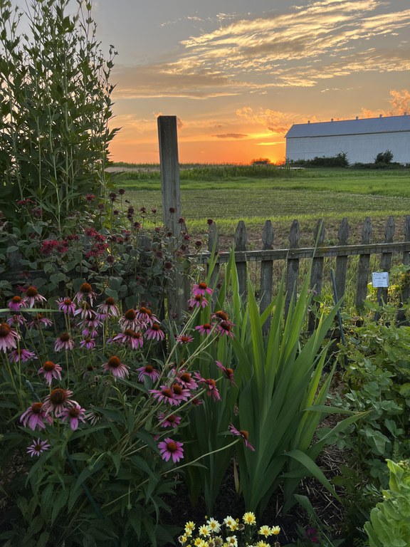 Sun sets over the tobacco barn and poteger garden at SEAREC