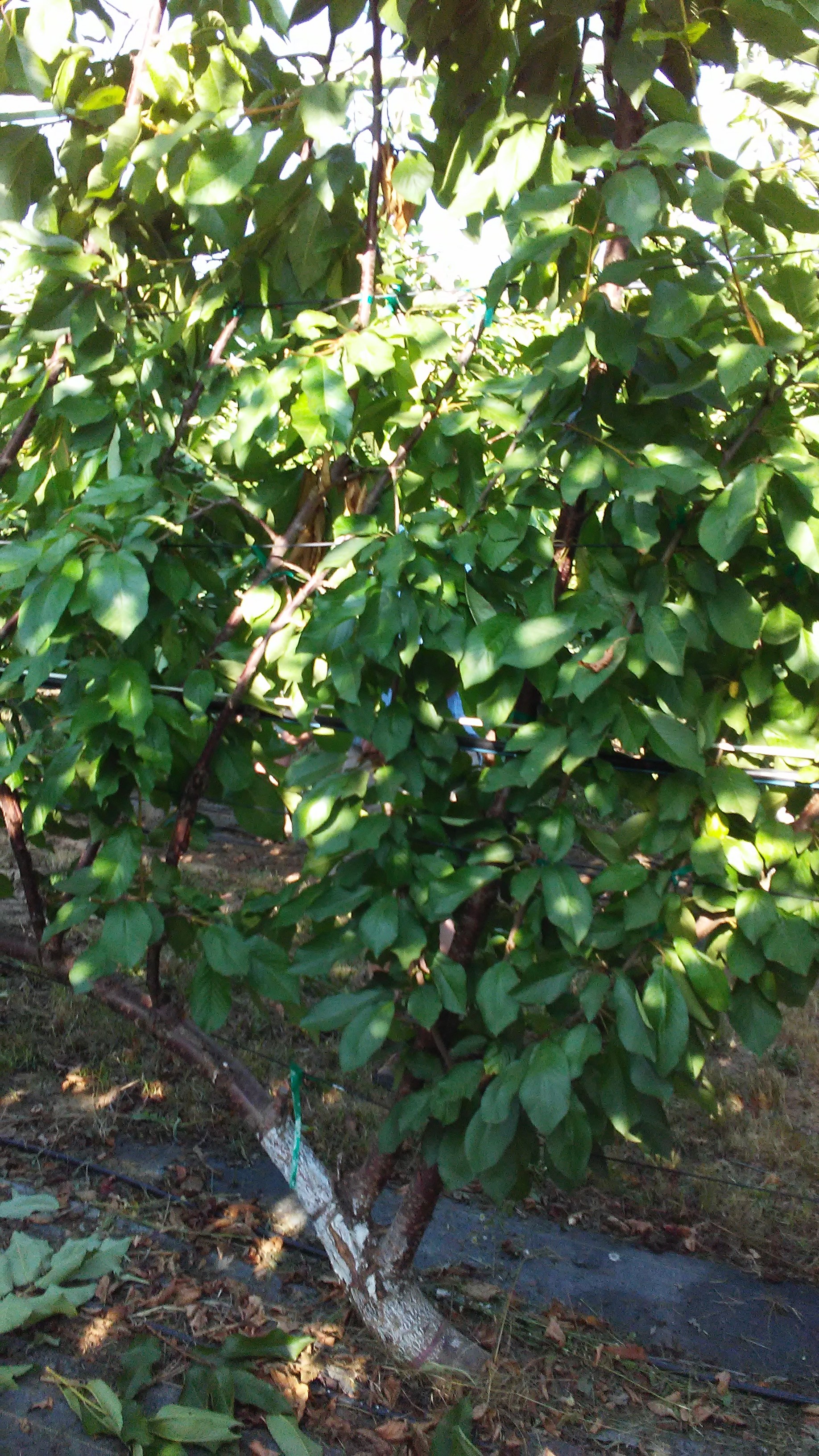 Upright Fruiting Offshoot Cherry Tree