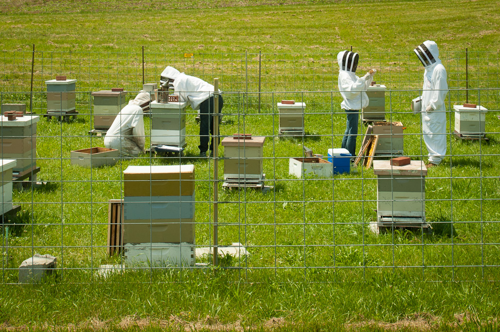 Honey Bee Field Research