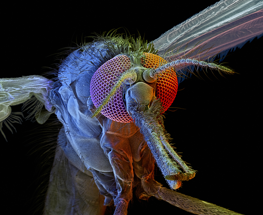 SEM mosquito image