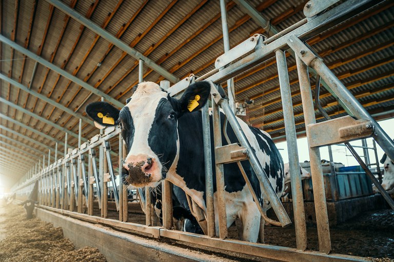 Colorado scientists delve into cattle intestines to cut greenhouse gas  emissions