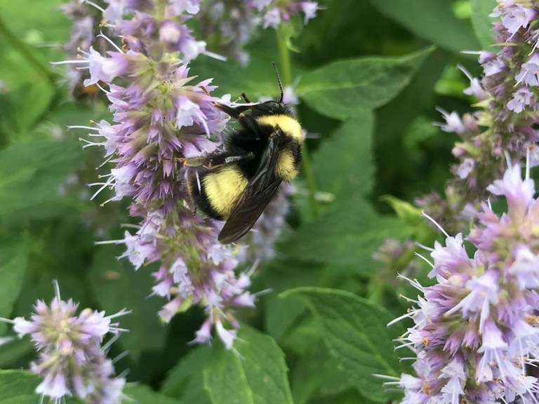 https://www.psu.edu/news/agricultural-sciences/story/managing-habitat-flowering-plants-may-mitigate-climate-effects-bee/