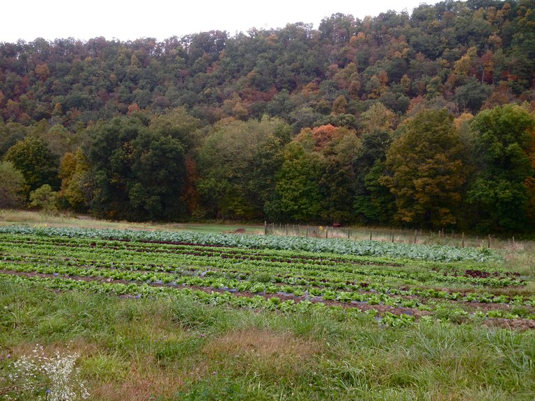 Rows of greens and brassicas cultivated at New Morning Farm 
